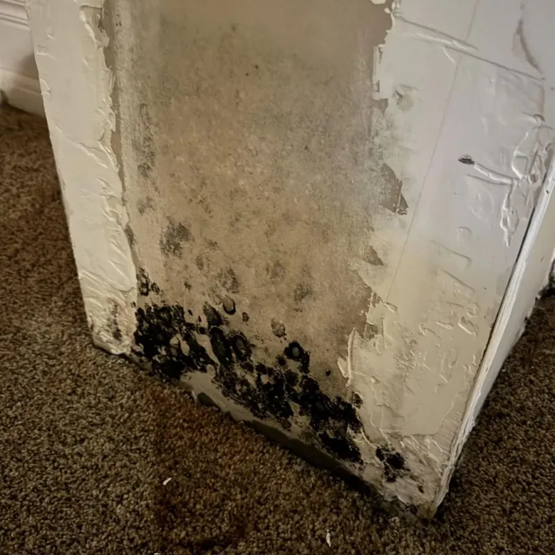 Professional Mold Removal in Garrett County, MD